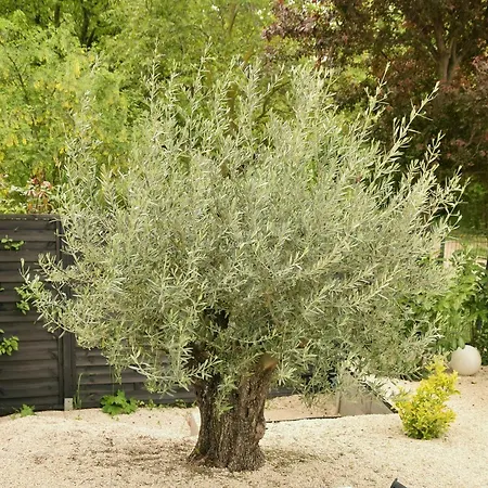 Olive Альшоэрш